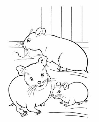 03-pet-hamster-001