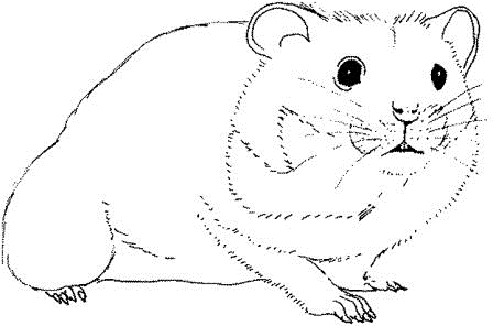 coloring-picture-the-hamster-seed-eating-8383