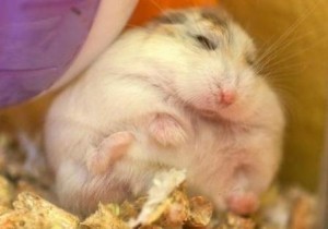 obese-hamster