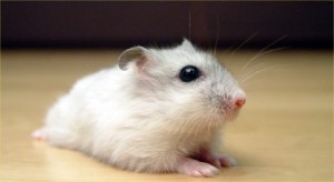 winter-white-hamsterfile-pearl-winter-white-russian-dwarf-hamster---frontjpg-qokcxc24