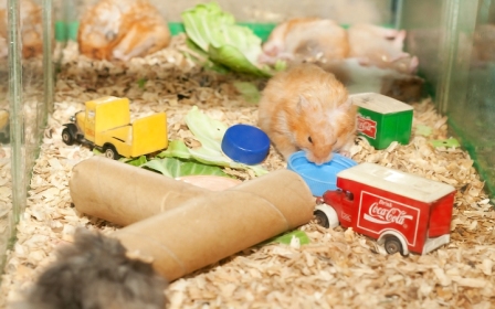 Build-Hamster-Toys-out-of-Household-Items-Step-6