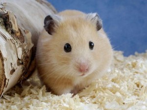 hamster2