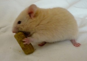 healthy-hamster-pellet