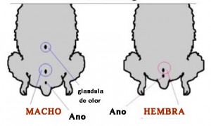 male-or-female-hamster