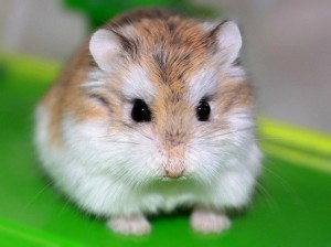robokosdwarf-hamster
